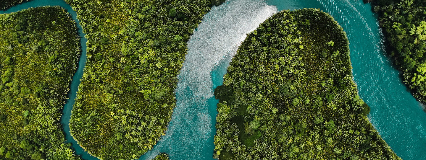 Protecting Water tables: Carbon Finance supports forestry