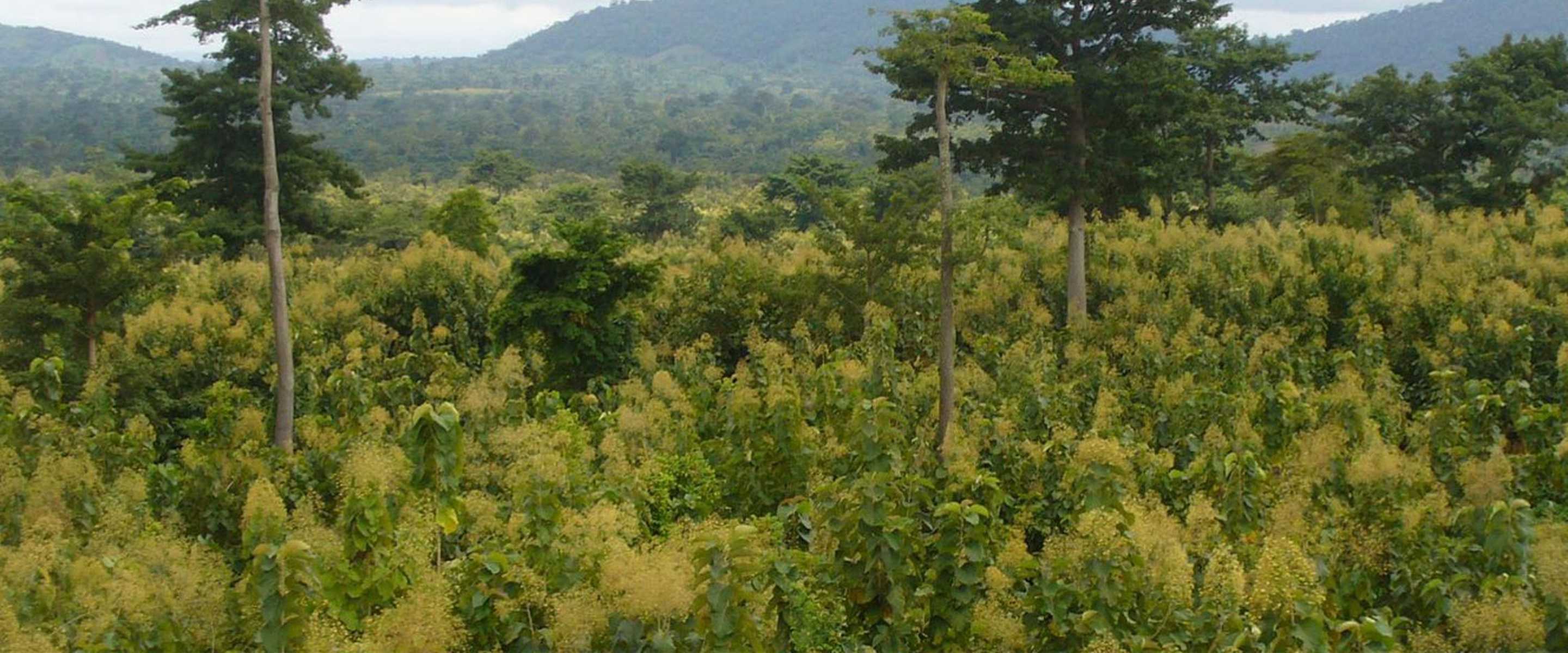 Nature Based Solutions | Climate Impact Partners