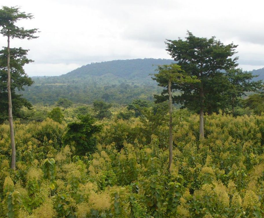 Regenerating landscapes. Climate Impact Partners supports Community Reforestation Project in Ghana