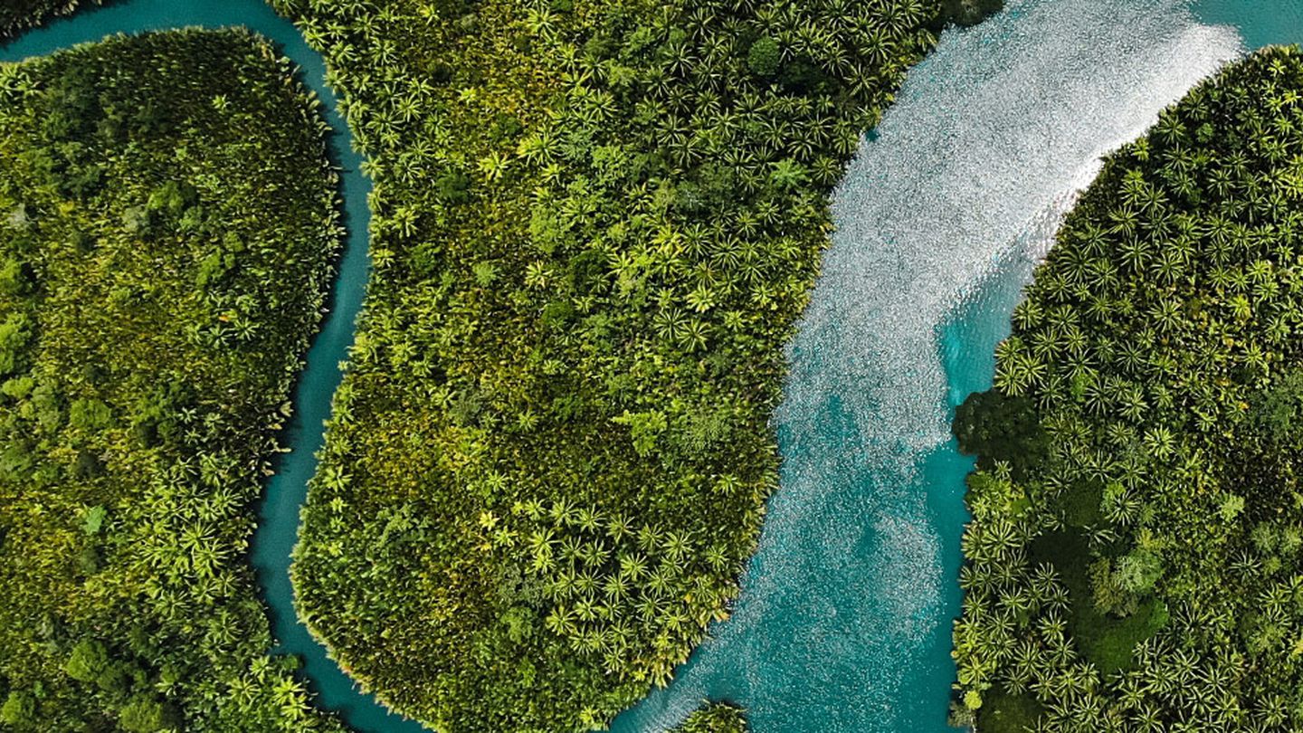 Protecting Water tables: Carbon Finance supports forestry