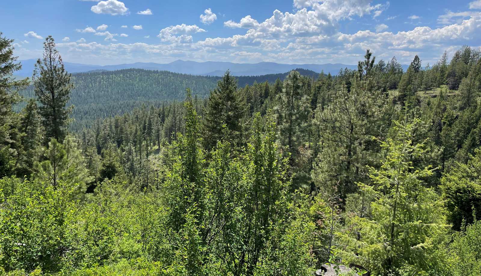 Flathead Ridge Ranch Forest, USA | Climate Impact Partners