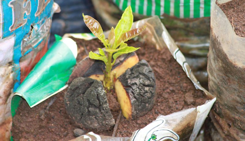 PWB and Cariboo invested in Another Reforestation Project